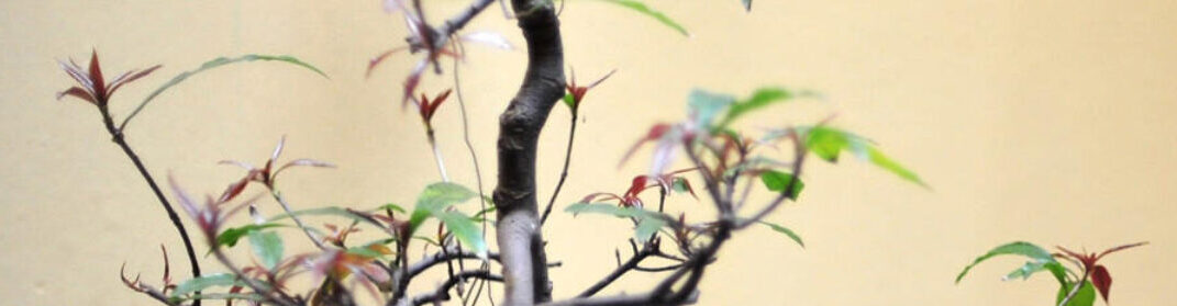 豊村暁 研究室
